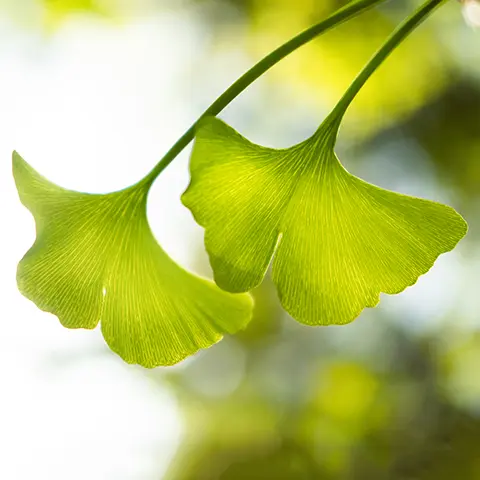 Ginkgo biloba má prokazatelně léčivé účinky na mnoho zdravotních problémů.