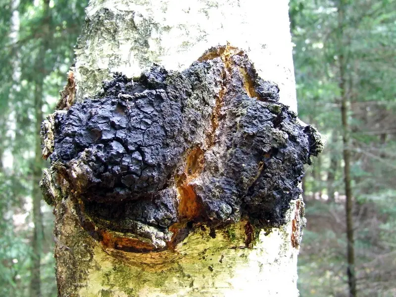 Chaga sibiřská