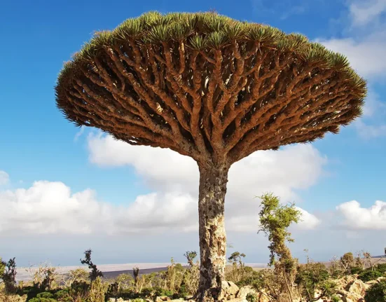 Dračí krev - Dracaena cinnabari, Croton lechleri, Daemonorops draco