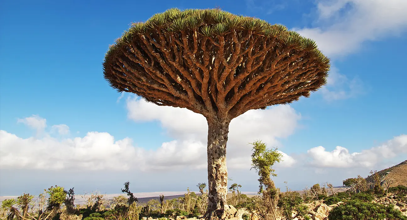 Dračí krev - Dracaena cinnabari, Croton lechleri, Daemonorops draco