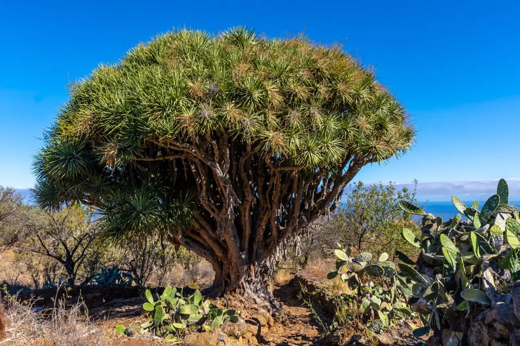 Dračí strom (Dracaena draco) rostoucí v suché krajině s kaktusy pod jasnou modrou oblohou.